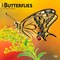 BrownTrout; Butterflies | 2027 12 x 24 Inch (Hanging) Monthly Square Wall Calendar | Plastic-Free; Category:Wall Calendars; Image:2